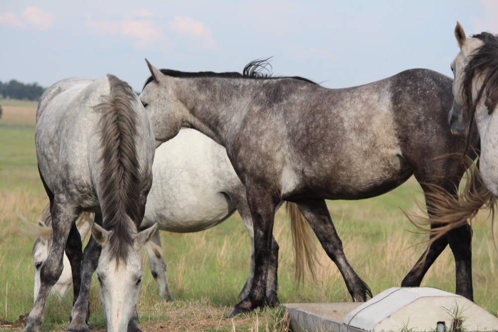 Pure bred percheron sport horses007.jpg